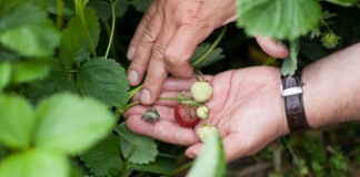 Kompleksowo o zwalczaniu szarej pleśni w truskawkach