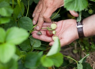 Kompleksowo o zwalczaniu szarej pleśni w truskawkach