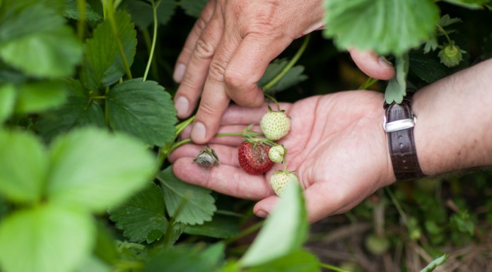 Kompleksowo o zwalczaniu szarej pleśni w truskawkach