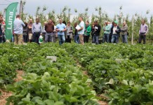 Ochrona truskawek – kompleksowo i skutecznie