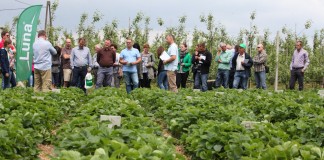 Ochrona truskawek – kompleksowo i skutecznie