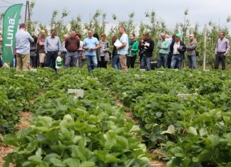 Ochrona truskawek – kompleksowo i skutecznie