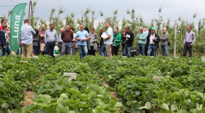 Ochrona truskawek – kompleksowo i skutecznie