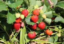 Uprawa truskawek krok po kroku: dobór stanowiska i odmiany, sadzenie, pielęgnacja uprawa truskawek