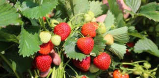 Uprawa truskawek krok po kroku: dobór stanowiska i odmiany, sadzenie, pielęgnacja uprawa truskawek