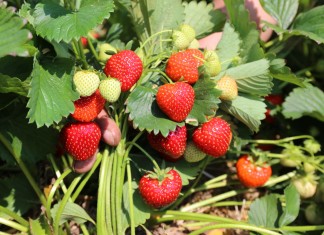 Uprawa truskawek krok po kroku: dobór stanowiska i odmiany, sadzenie, pielęgnacja uprawa truskawek