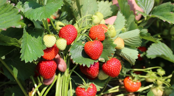 Uprawa truskawek krok po kroku: dobór stanowiska i odmiany, sadzenie, pielęgnacja uprawa truskawek