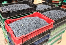 Sezon na jagodę kamczacką w pełni