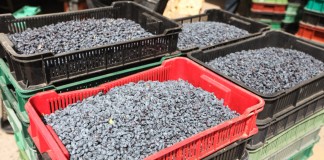 Sezon na jagodę kamczacką w pełni