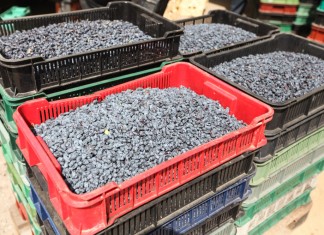 Sezon na jagodę kamczacką w pełni