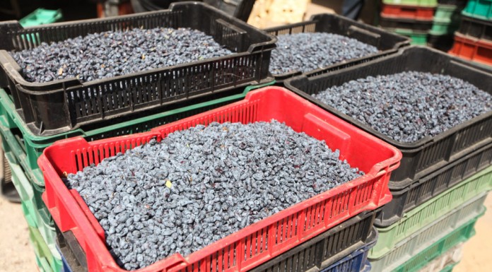 Sezon na jagodę kamczacką w pełni