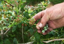 Zbiory borówek będą niższe