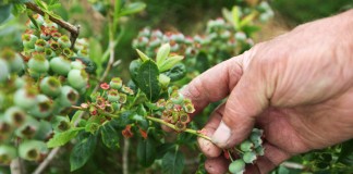 Zbiory borówek będą niższe