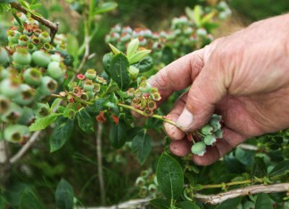 Zbiory borówek będą niższe