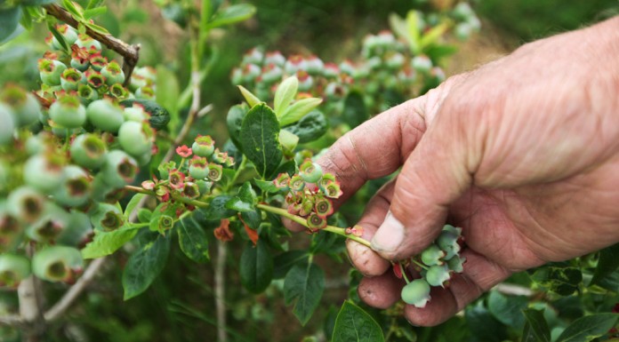 Zbiory borówek będą niższe
