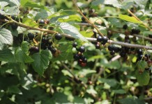 Ceny porzeczek i wielkość zbiorów – co nas czeka?