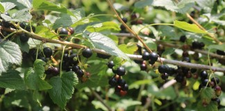 Ceny porzeczek i wielkość zbiorów – co nas czeka?