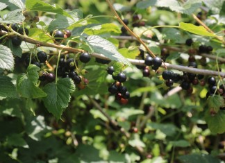 Ceny porzeczek i wielkość zbiorów – co nas czeka?