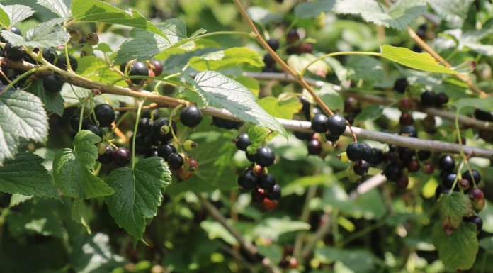 Ceny porzeczek i wielkość zbiorów – co nas czeka?