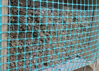 Budujemy populację owadów zapylających (cz. I)