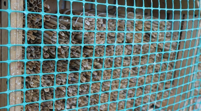 Budujemy populację owadów zapylających (cz. I)