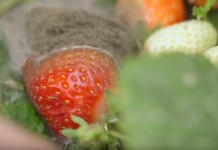 W pełni sezonu truskawkowego