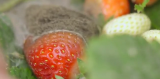 W pełni sezonu truskawkowego