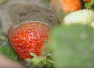 W pełni sezonu truskawkowego