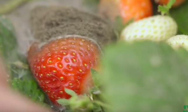 W pełni sezonu truskawkowego