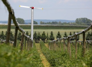 Borówkowy sezon w Białousach