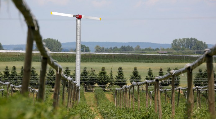 Borówkowy sezon w Białousach