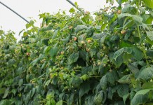 Biologiczne preparaty do uprawy malin