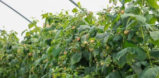 Biologiczne preparaty do uprawy malin