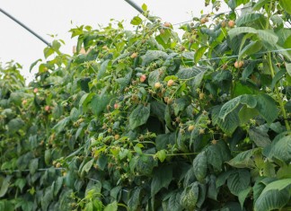 Biologiczne preparaty do uprawy malin