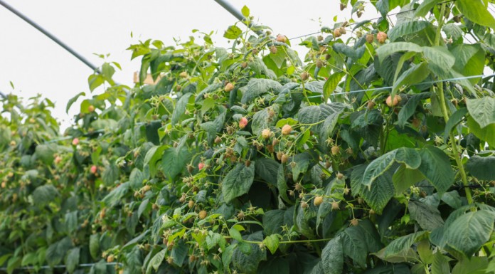 Biologiczne preparaty do uprawy malin