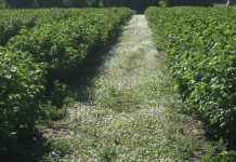 5-ta Międzynarodowa Konferencja Porzeczkowa w Ashford