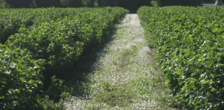 5-ta Międzynarodowa Konferencja Porzeczkowa w Ashford