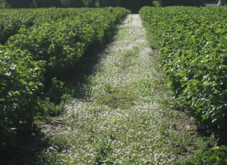 5-ta Międzynarodowa Konferencja Porzeczkowa w Ashford