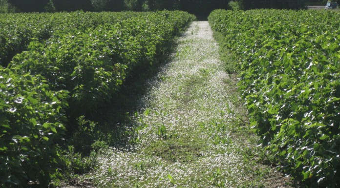 5-ta Międzynarodowa Konferencja Porzeczkowa w Ashford