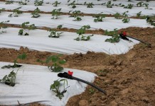 Wstęp do fertygacji – kolejny krok w intensyfikacji produkcji