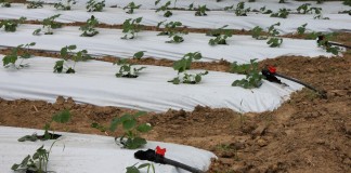 Wstęp do fertygacji – kolejny krok w intensyfikacji produkcji