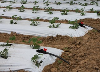 Wstęp do fertygacji – kolejny krok w intensyfikacji produkcji