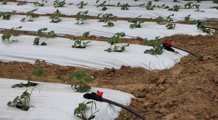 Wstęp do fertygacji – kolejny krok w intensyfikacji produkcji