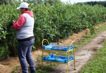 Skrócony sezon na borówki