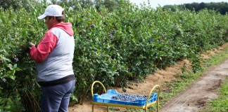 Skrócony sezon na borówki