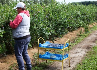 Skrócony sezon na borówki