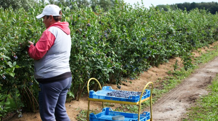 Skrócony sezon na borówki