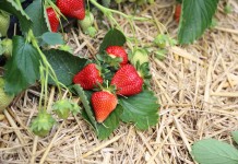 Produkt polski – od stycznia dla artykułów rolno-spożywczych