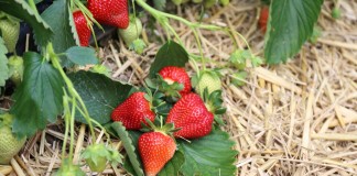 Produkt polski – od stycznia dla artykułów rolno-spożywczych