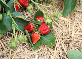 Produkt polski – od stycznia dla artykułów rolno-spożywczych